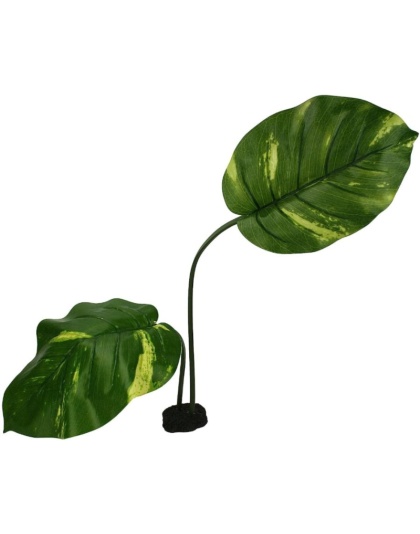 Komodo Jumbo Guiana Terrarium Plant - 1 count