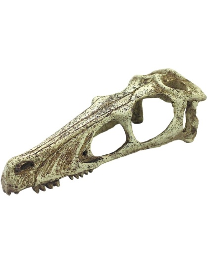 Komodo Raptor Skull Terrarium Decoration - Large - 1 count