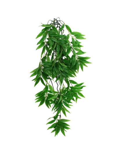 Komodo Bamboo Hanging Vine Terrarium Plant - Large - 1 count