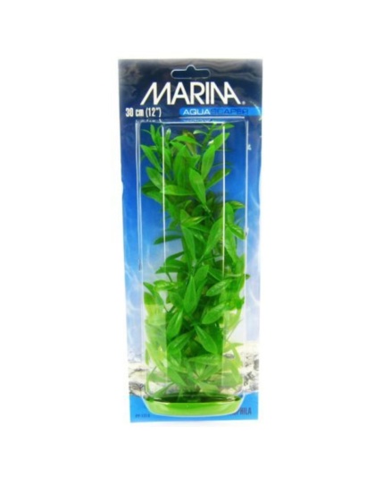 Marina Hygrophila Plant - 12" Tall