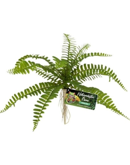 Zoo Med Naturalistic Flora Sword Fern - 1 count